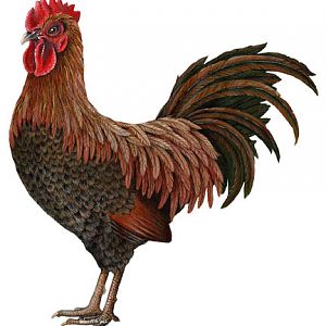 rooster