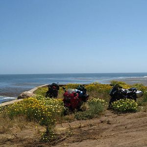 b9v_camp_flowers