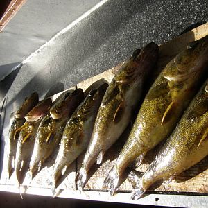 good 2 hours of fish