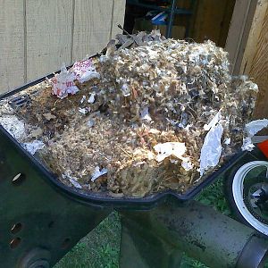 Mice can do it all !