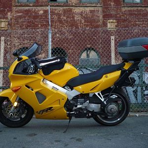 Old Yeller in The City