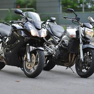 Stablemates for a day