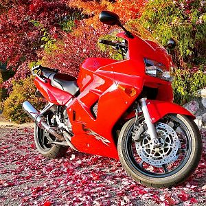 Fall Colors 1