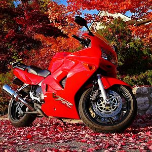 Fall Colors 3