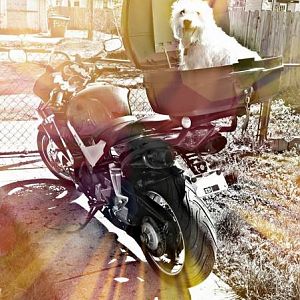 JDMBird's VFR800