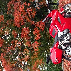 Autumn Ride