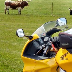 Longhorn & VFR