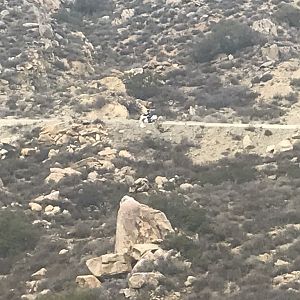 D3 Goat Trail Randy Distance Zoom