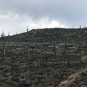 D4 Landscape