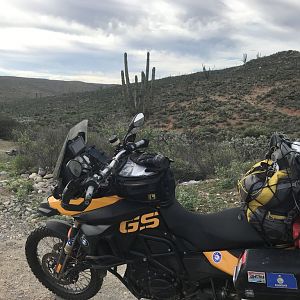 D4 Gs Cactus