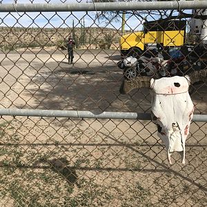 D4 Truck Stop Skull2