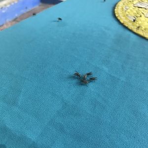 D4 Bahia Flies
