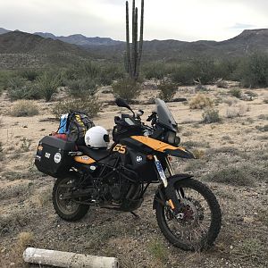 D5 GS Cactus