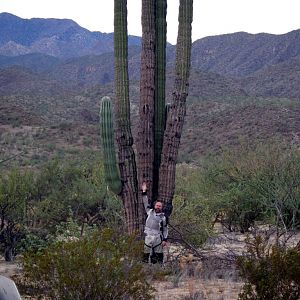 D5 Reg Cactus Scale