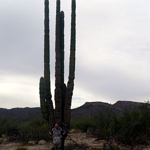 D5 Reg Cactus Scale (2)