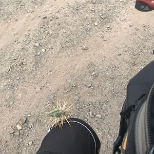 D5 Cactus Hitchhiker