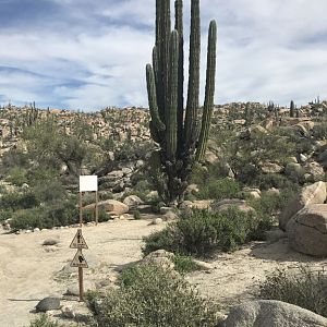 D5 Catavina Cactus