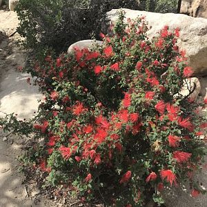 D5 Catvina Desert Flowers